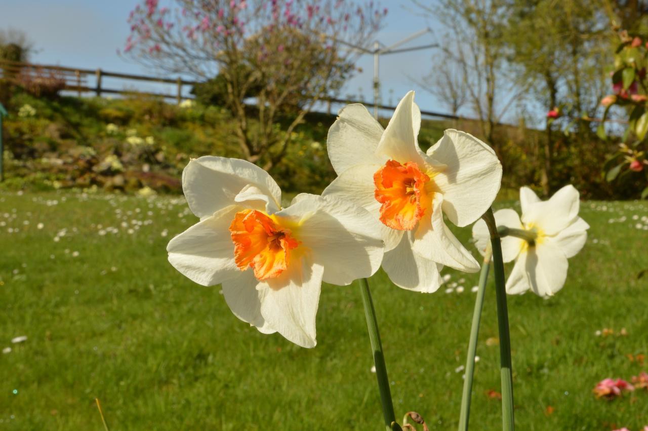 Bryn Hebog Bed & Breakfast Carmarthen Ngoại thất bức ảnh